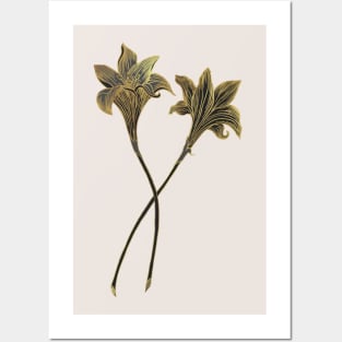 Indian Lily Daffodil Posters and Art